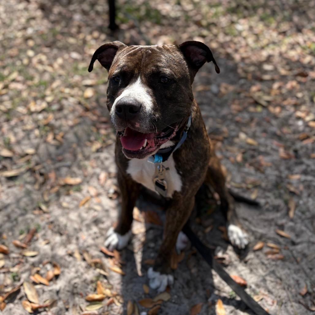 Brody, a Adoptable Mixed Breed in Jacksonville, FL image 1/6