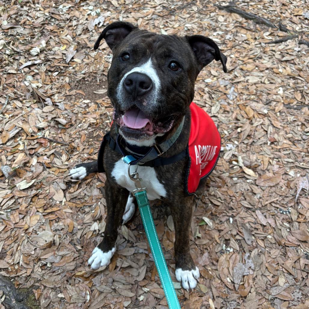 Brody, a Adoptable Mixed Breed in Jacksonville, FL image 2/6