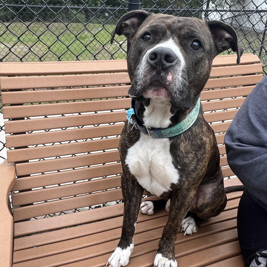 Brody, a Adoptable Mixed Breed in Jacksonville, FL image 5/6