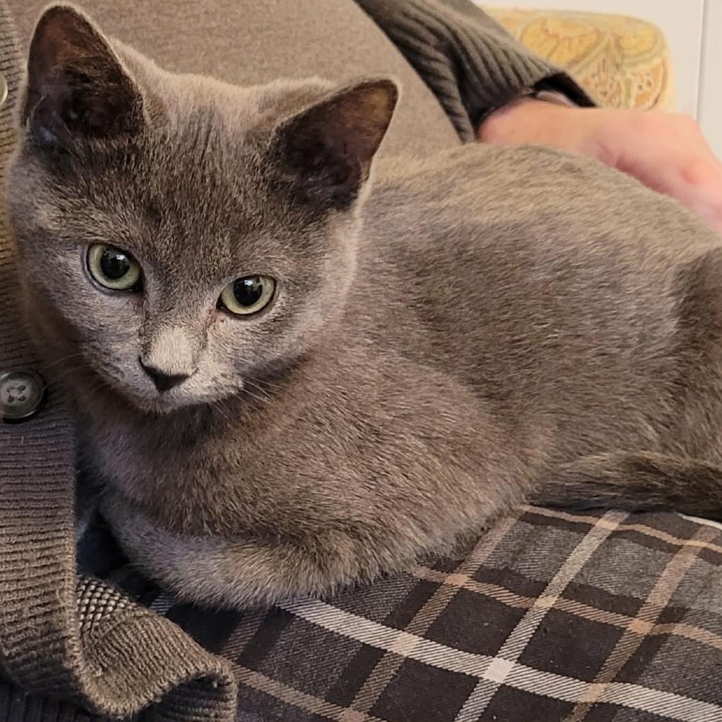 Enlarge Bahama, a Adoptable Domestic Short Hair in Abbotsford, BC image 1/4