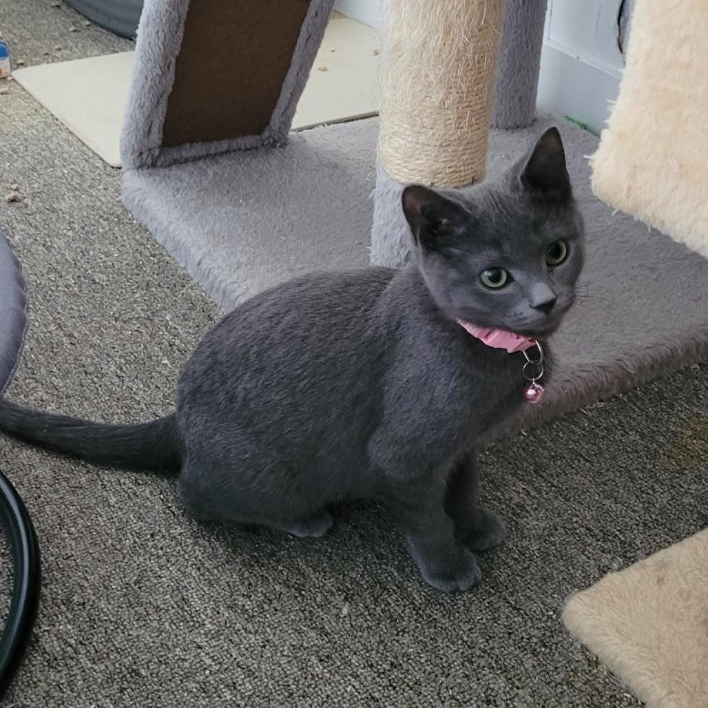 Enlarge Bahama, a Adoptable Domestic Short Hair in Abbotsford, BC image 2/4