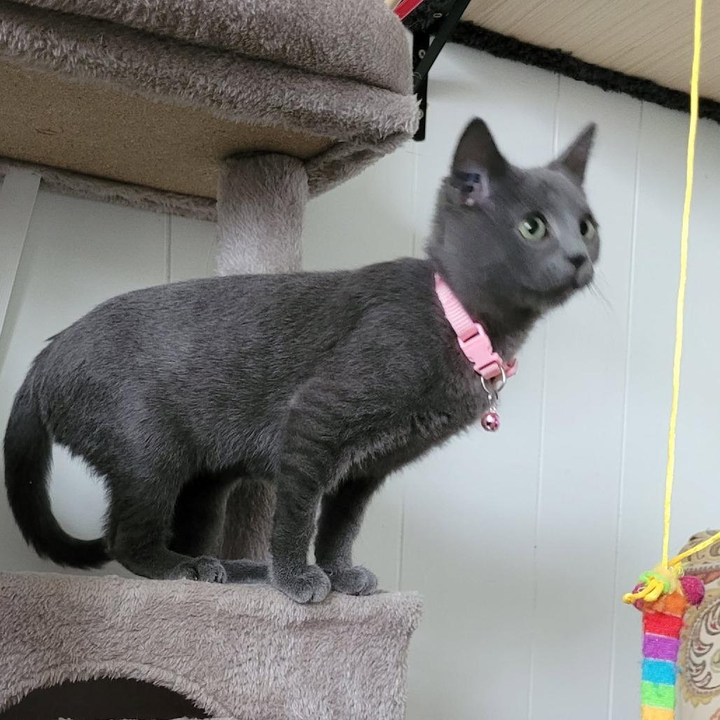 Enlarge Bahama, a Adoptable Domestic Short Hair in Abbotsford, BC image 3/4