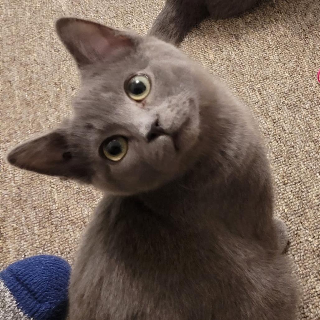 Enlarge Bahama, a Adoptable Domestic Short Hair in Abbotsford, BC image 4/4