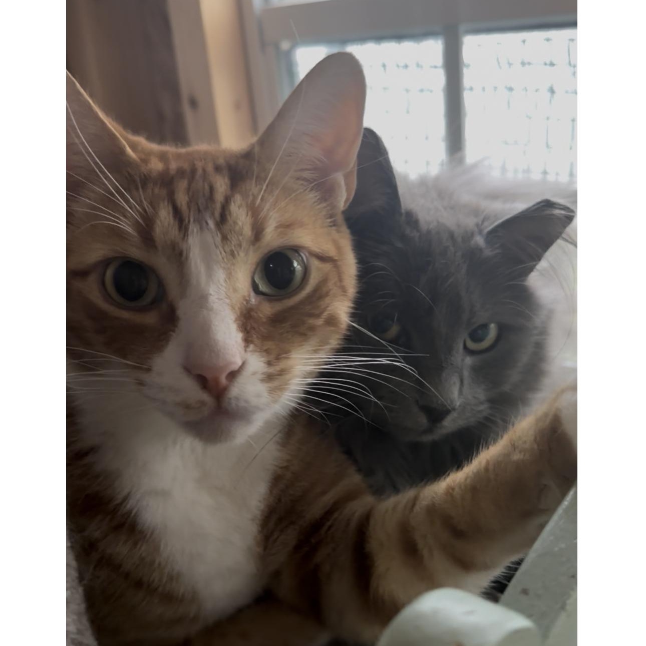 MAISEY & OLIVER, Adoptable, Young Female Domestic Medium Hair.