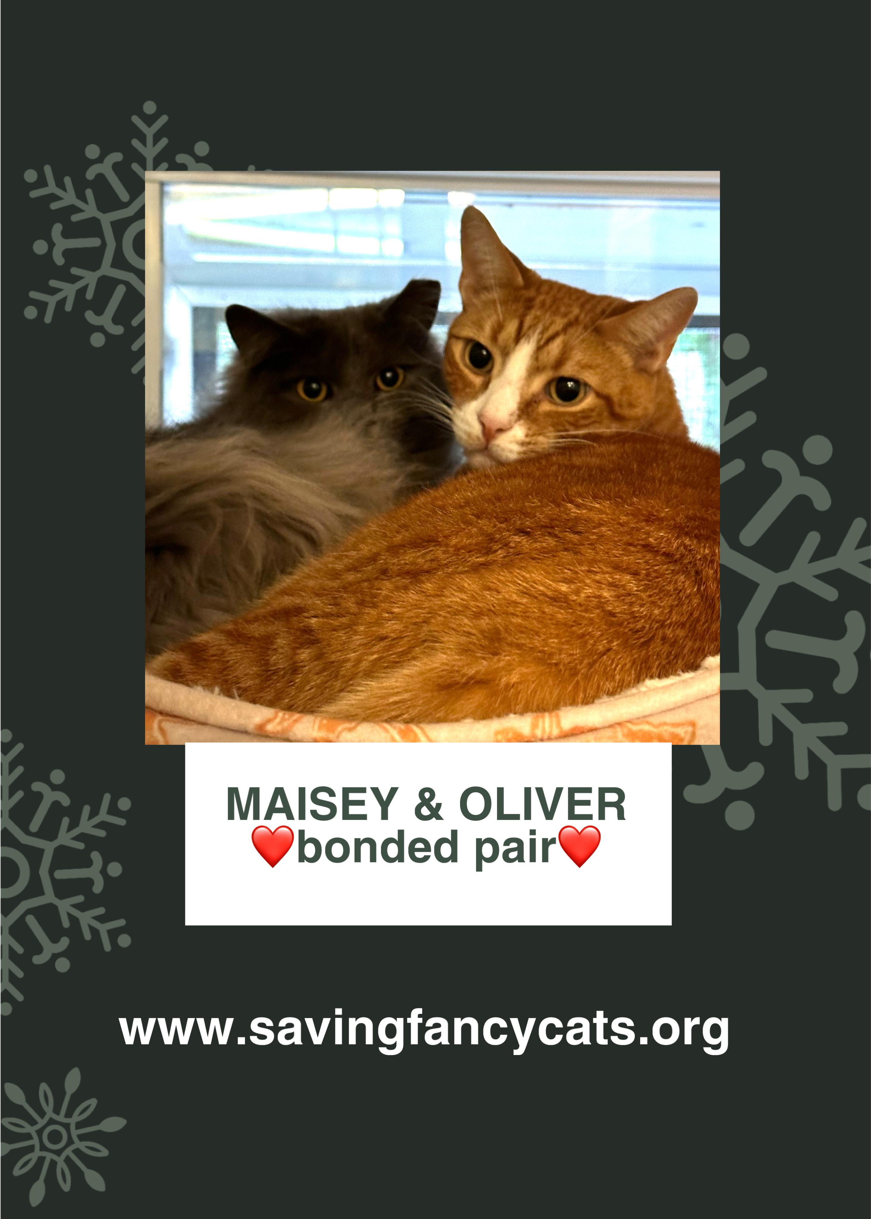 MAISEY & OLIVER