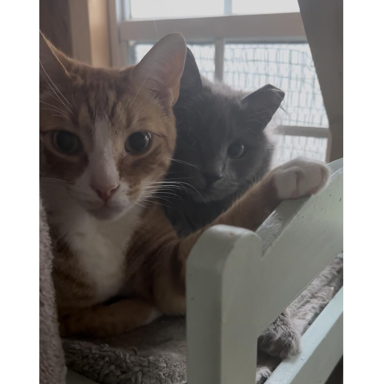 Enlarge MAISEY & OLIVER, a Adoptable Domestic Medium Hair in Mahwah, NJ image 2/3
