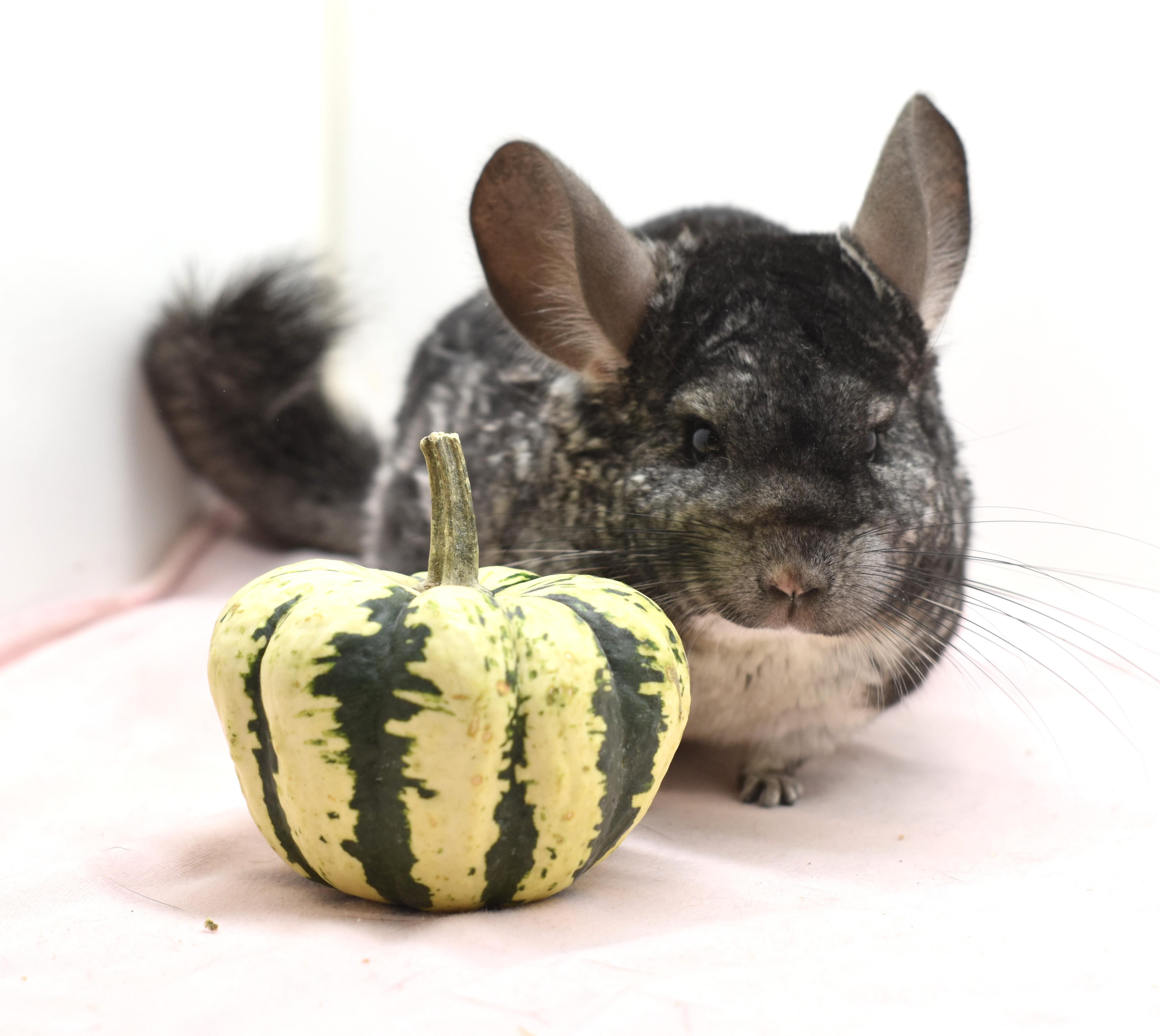 Enlarge Peg Leg Polly, a ADOPTABLE Chinchilla in Wolcott, IN image 1/1