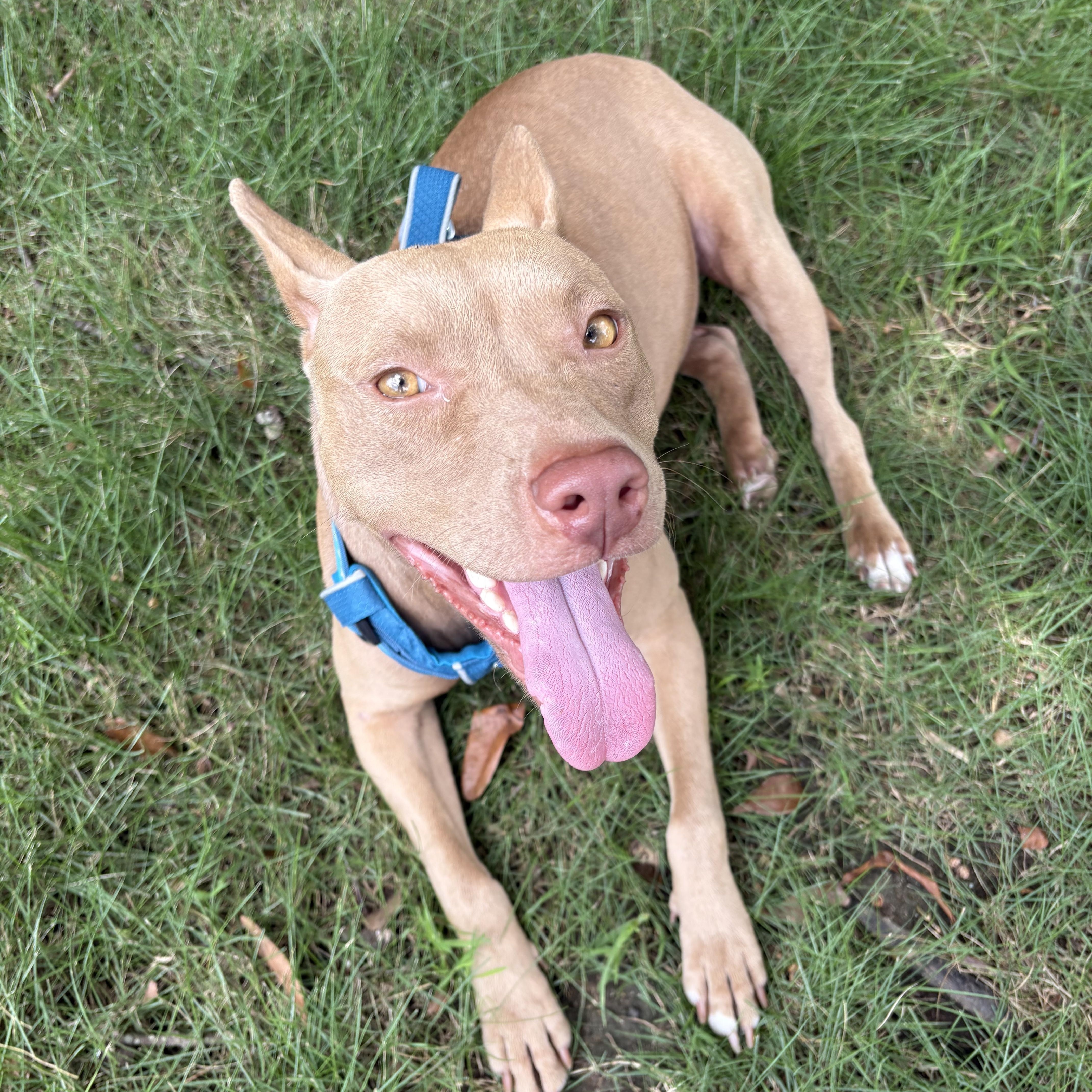 Belle, a ADOPTABLE mixed breed in Montgomery, AL image 4/5