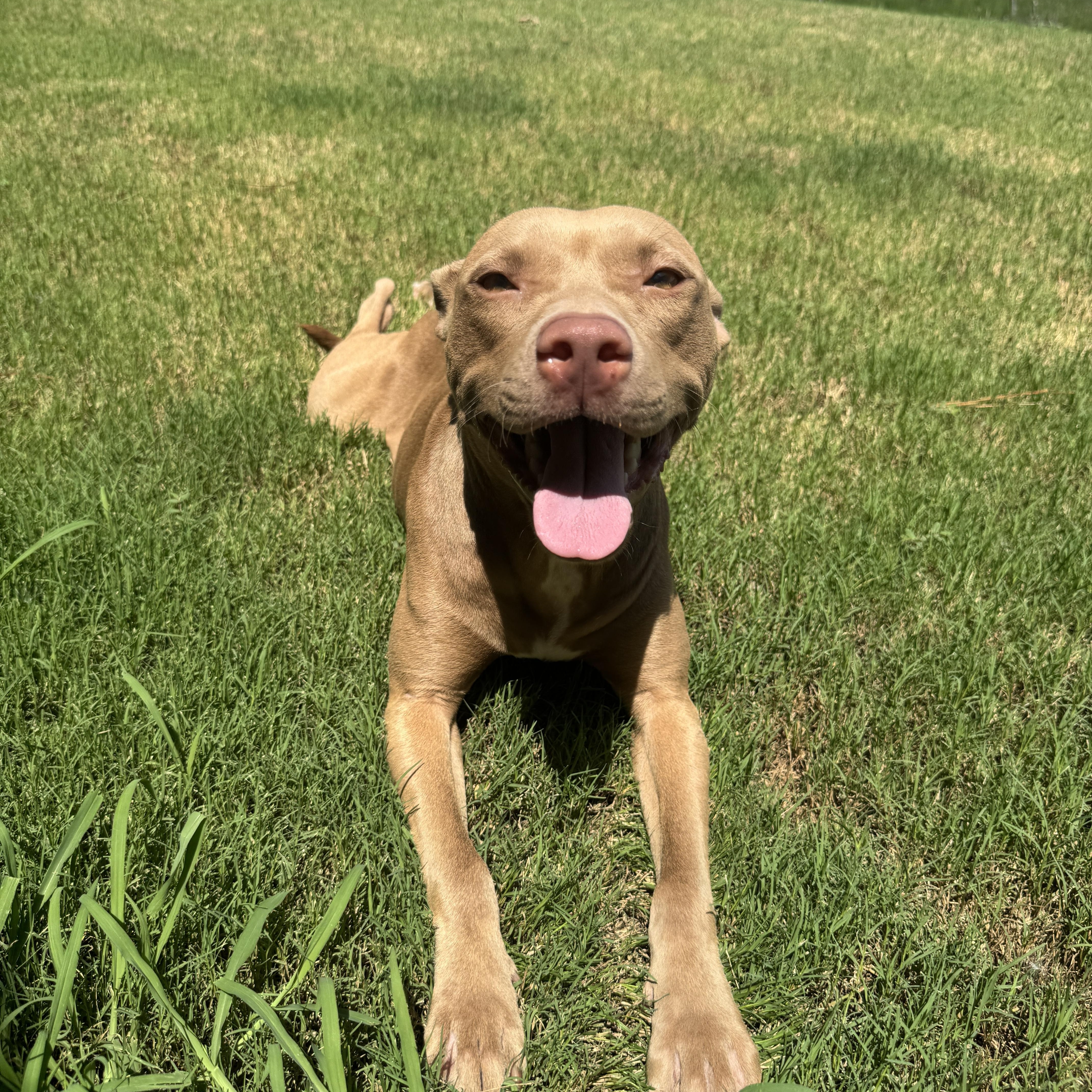 Belle, a ADOPTABLE mixed breed in Montgomery, AL image 1/5
