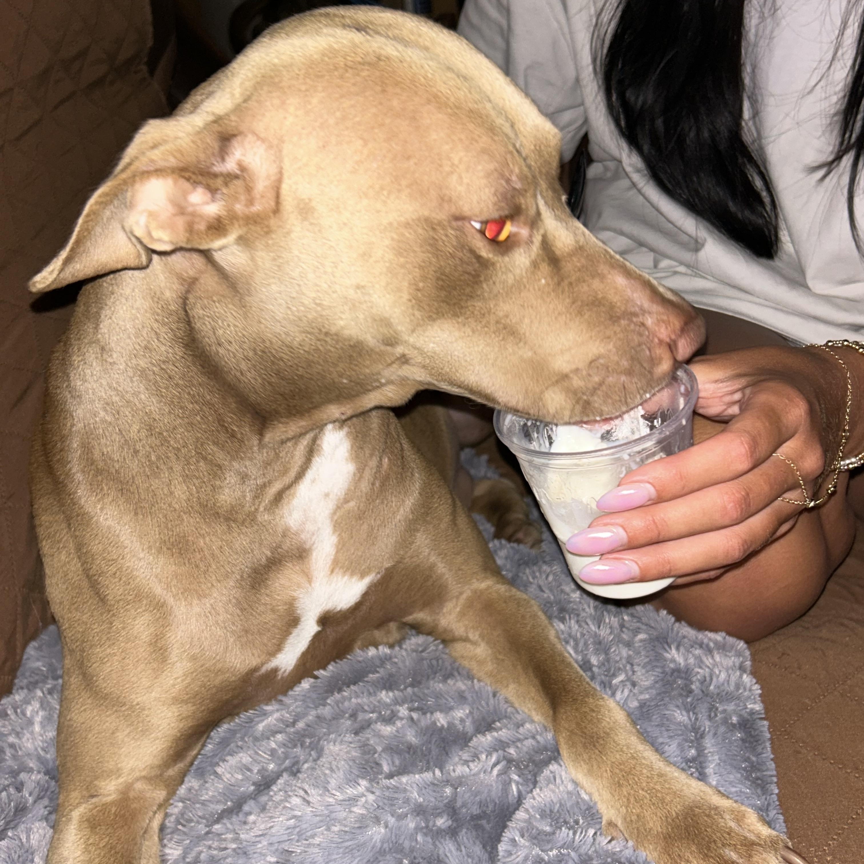 Belle, a ADOPTABLE mixed breed in Montgomery, AL image 5/5