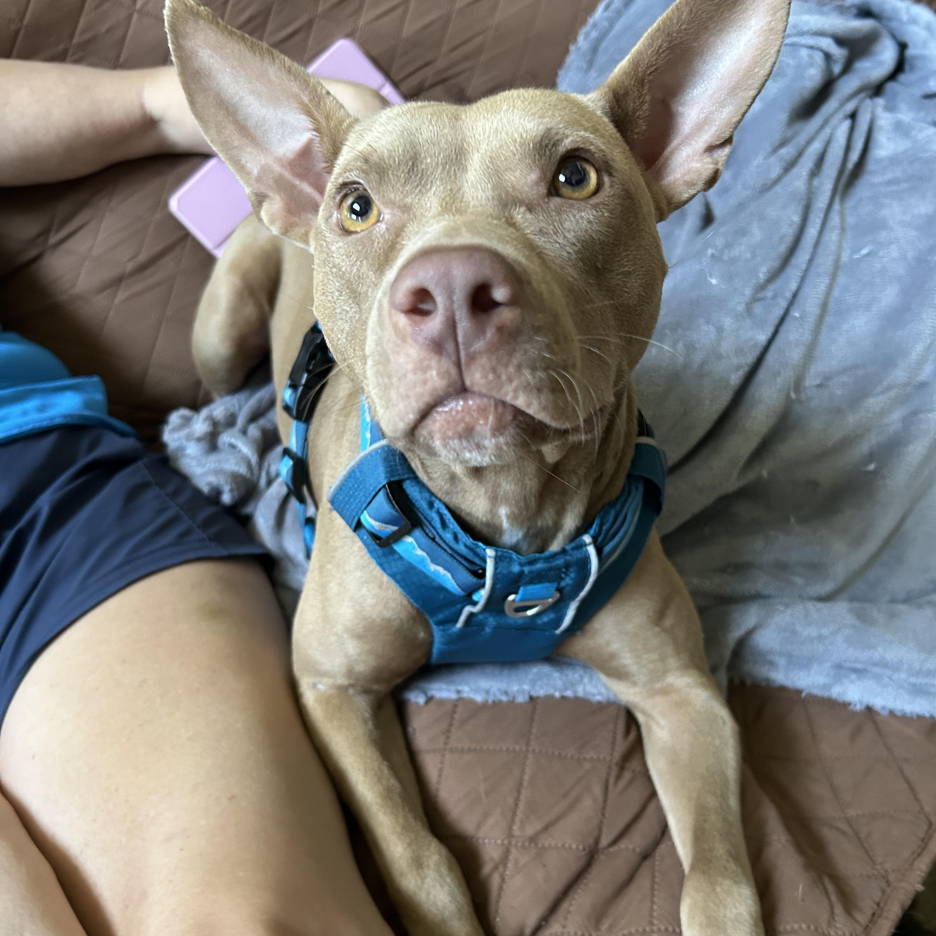 Belle, a ADOPTABLE mixed breed in Montgomery, AL image 3/5