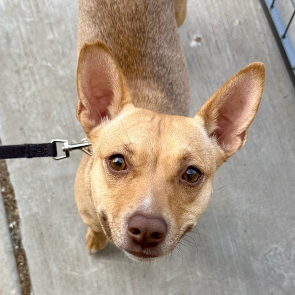 Enlarge Amber, a Adoptable mixed breed in Midland, TX image 1/5