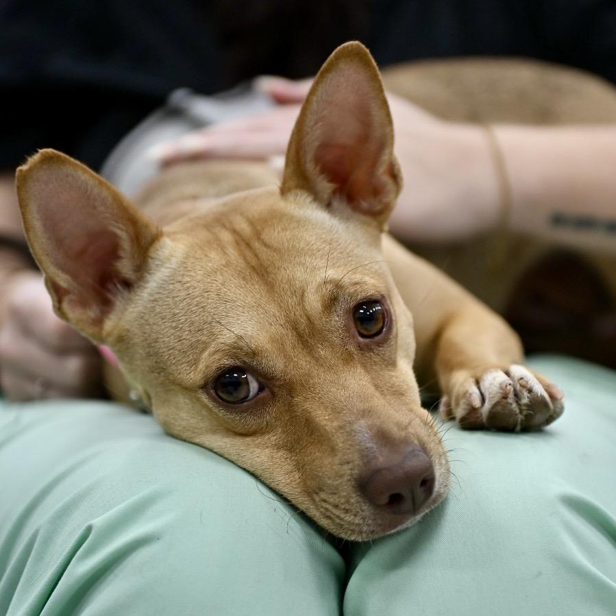 Enlarge Amber, a Adoptable mixed breed in Midland, TX image 1/4