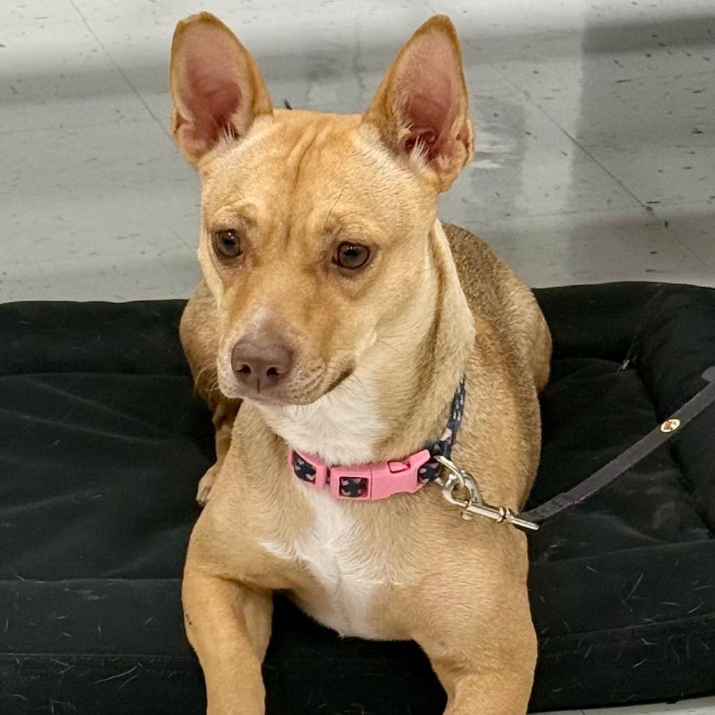 Enlarge Amber, a Adoptable mixed breed in Midland, TX image 2/4