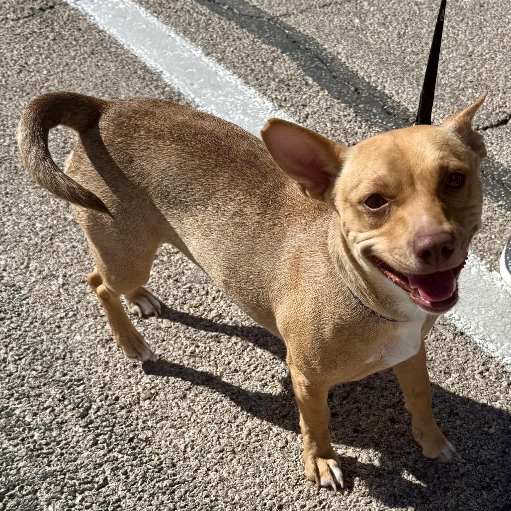 Amber, Adoptable, Young Female Pit Bull Terrier & Chihuahua.