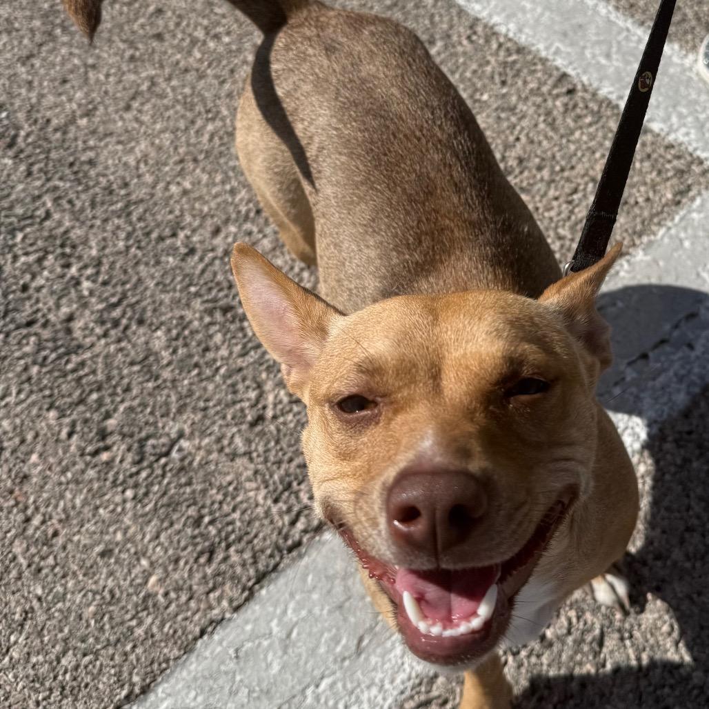 Enlarge Amber, a Adoptable mixed breed in Midland, TX image 2/2