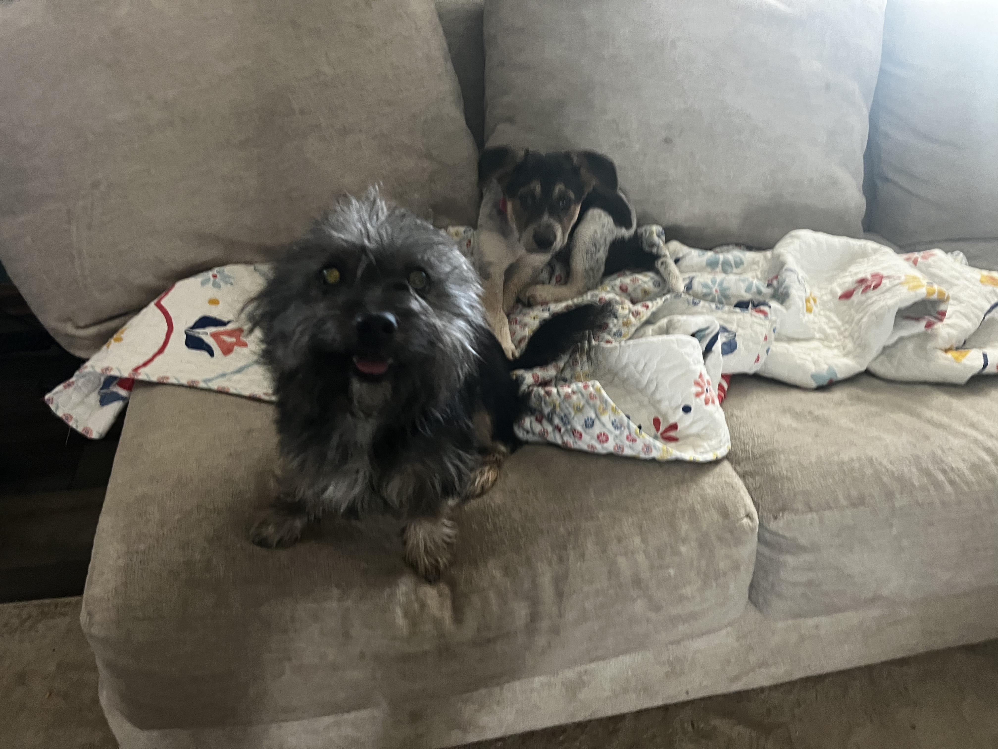 Enlarge MILLER, a ADOPTABLE mixed breed in Jackson, TN image 4/6