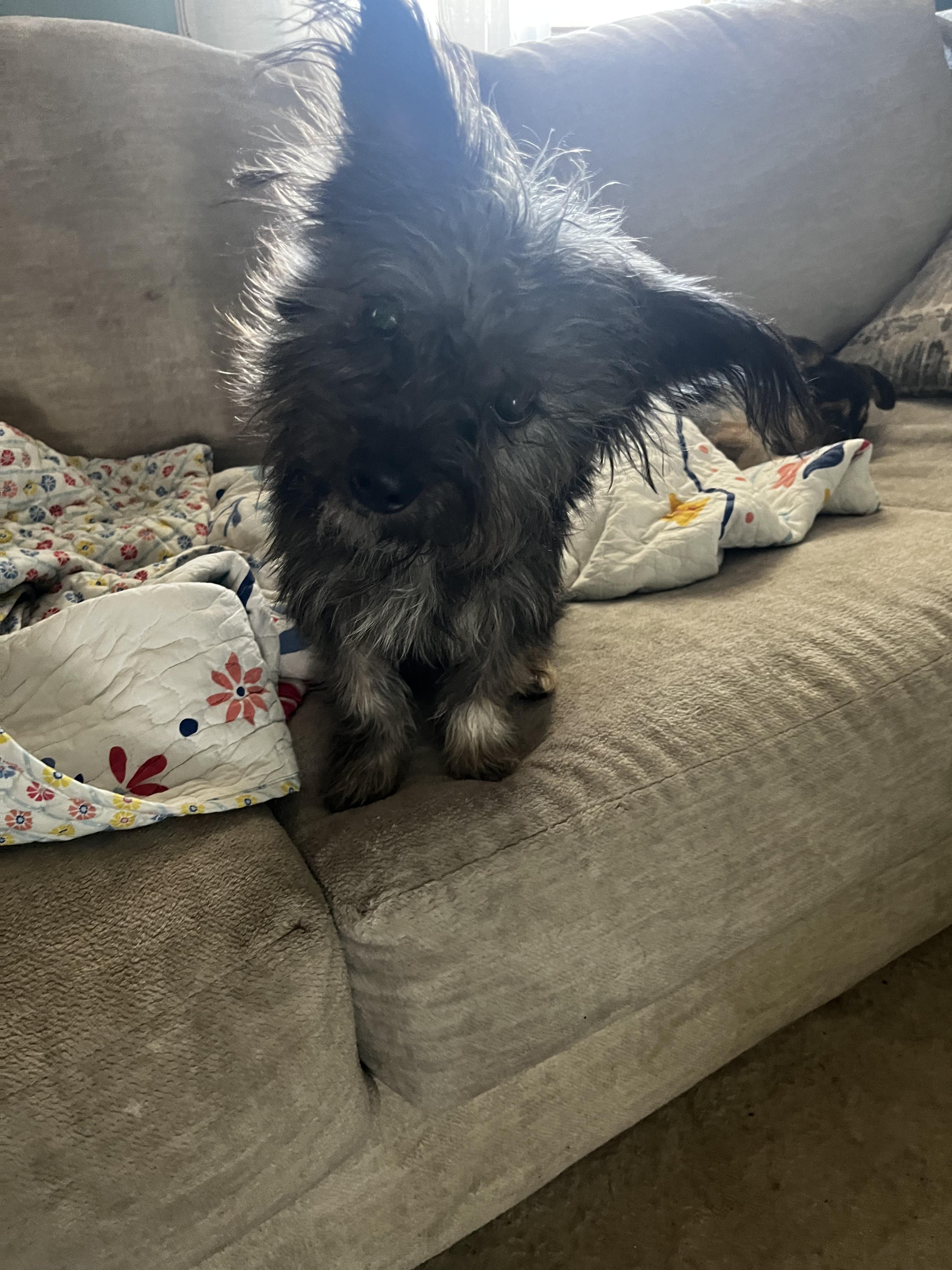 Enlarge MILLER, a ADOPTABLE mixed breed in Jackson, TN image 5/6