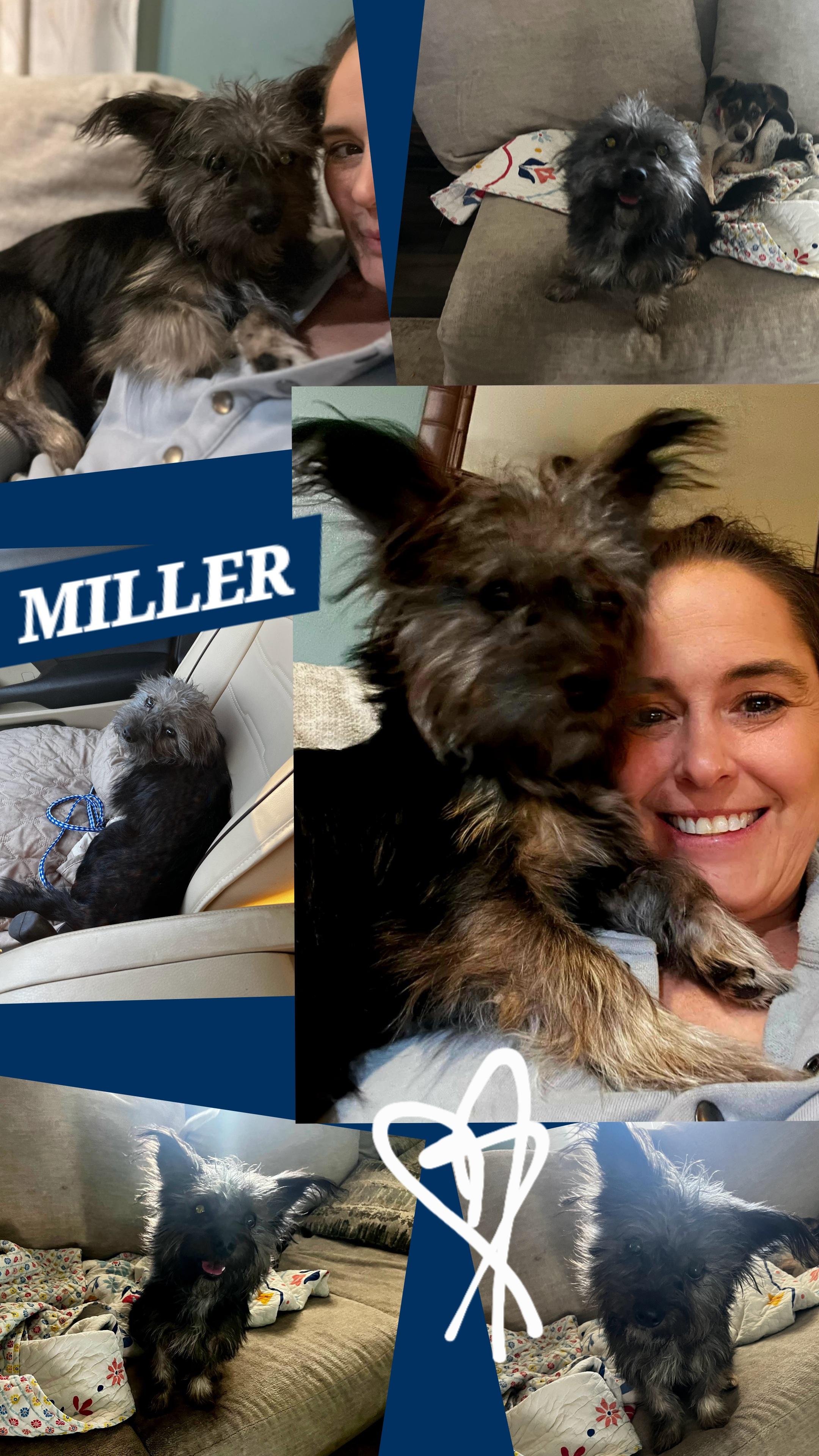 Enlarge MILLER, a ADOPTABLE mixed breed in Jackson, TN image 1/6