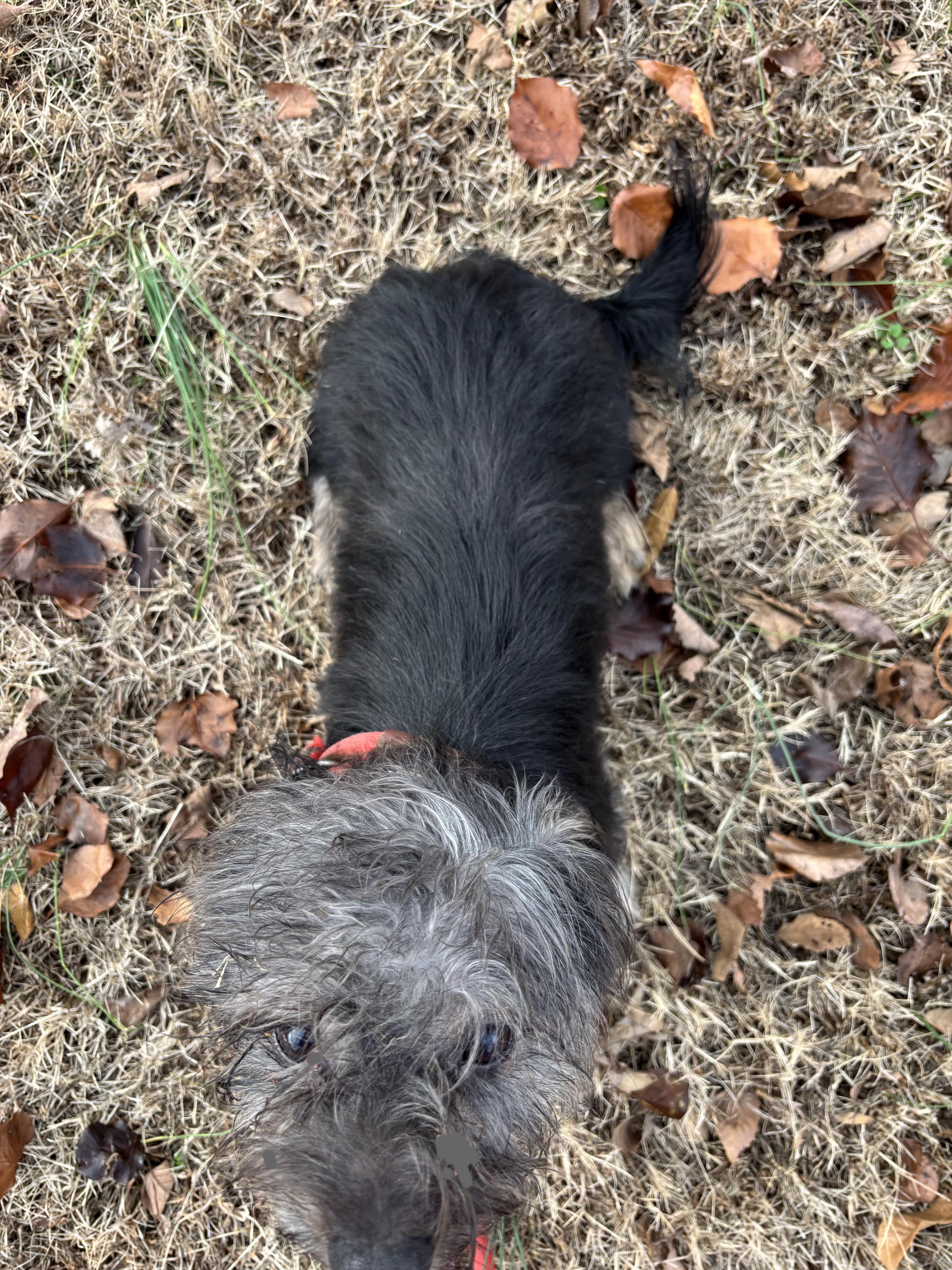 Enlarge MILLER, a ADOPTABLE mixed breed in Jackson, TN image 6/6