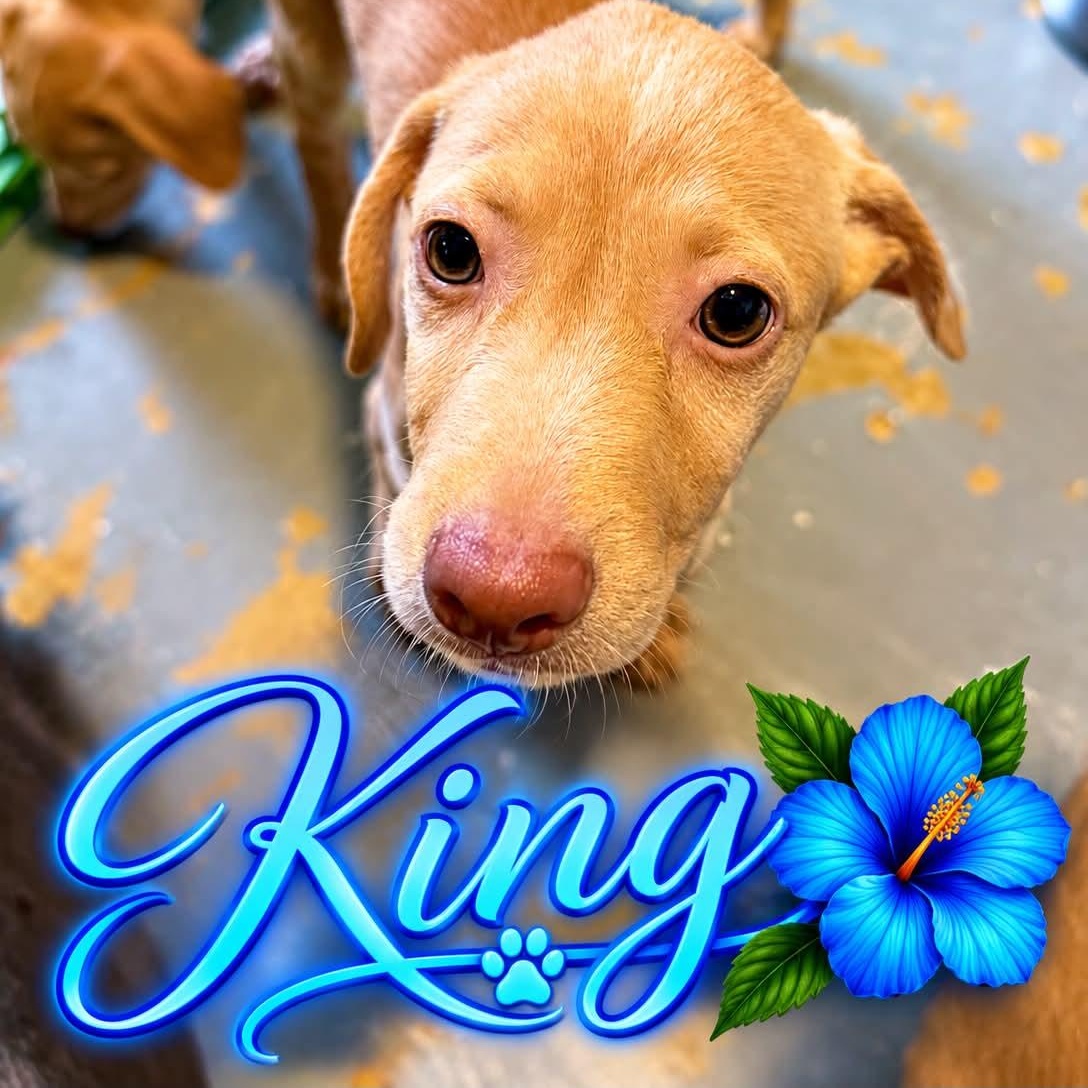 King, ADOPTABLE, Puppy Male Hound.