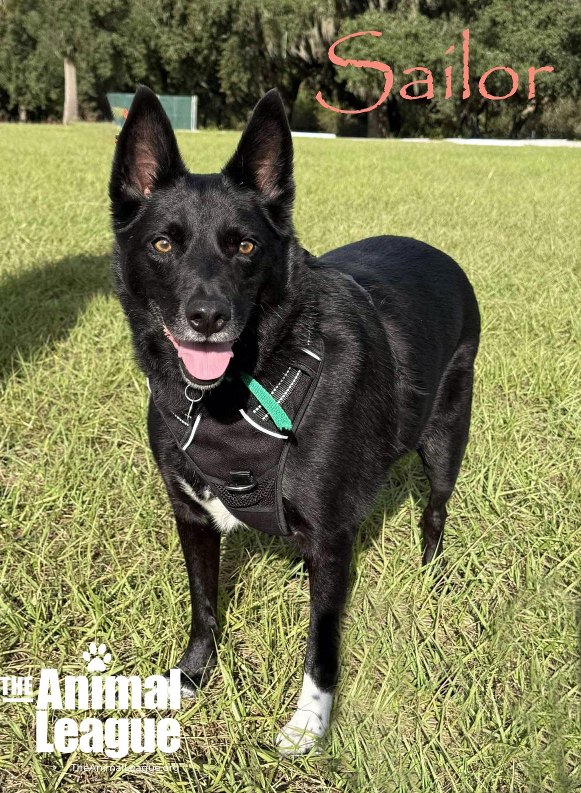 Sailor, a Adoptable mixed breed in Clermont, FL image 1/5