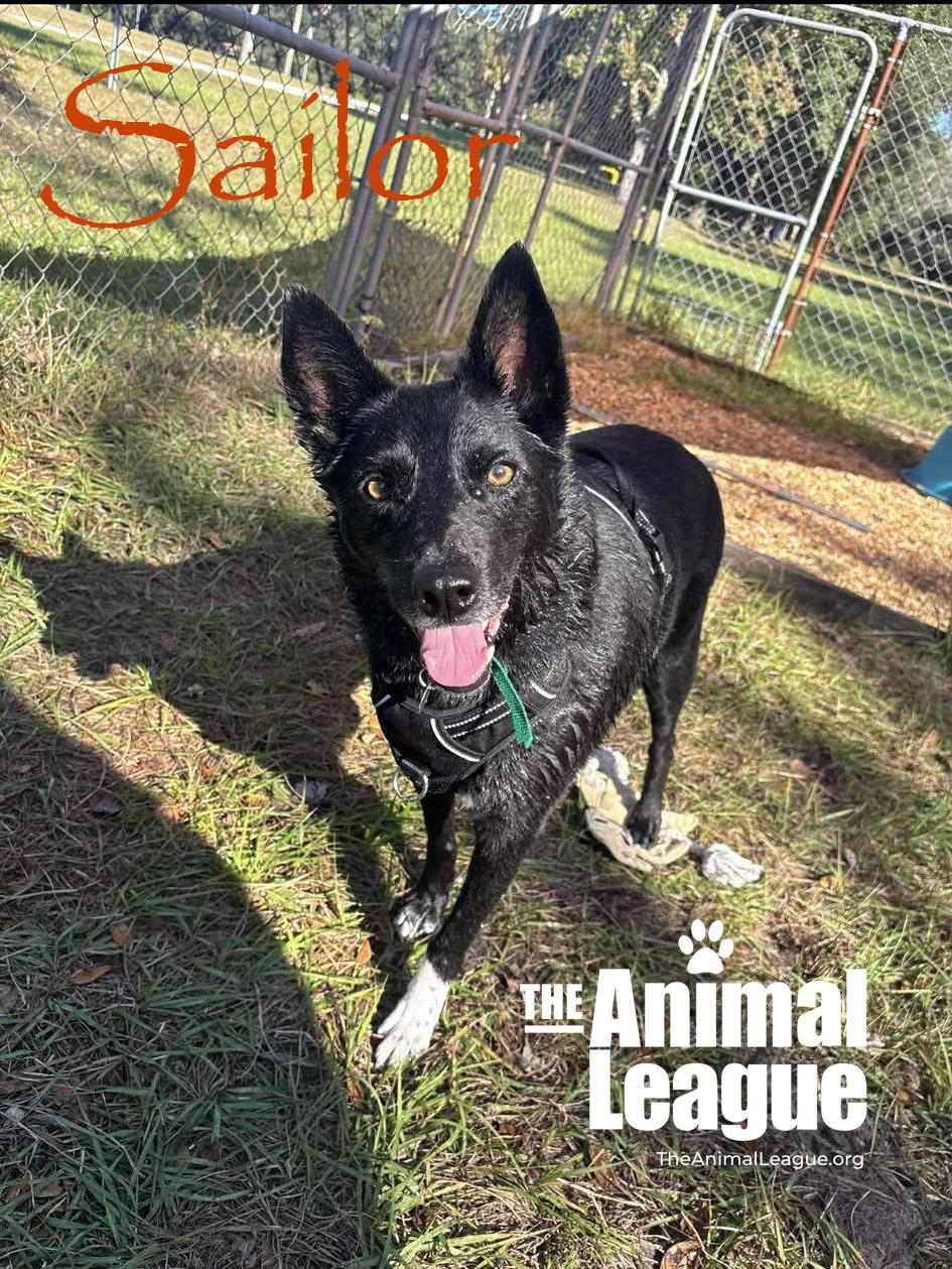 Sailor, a Adoptable mixed breed in Clermont, FL image 4/5