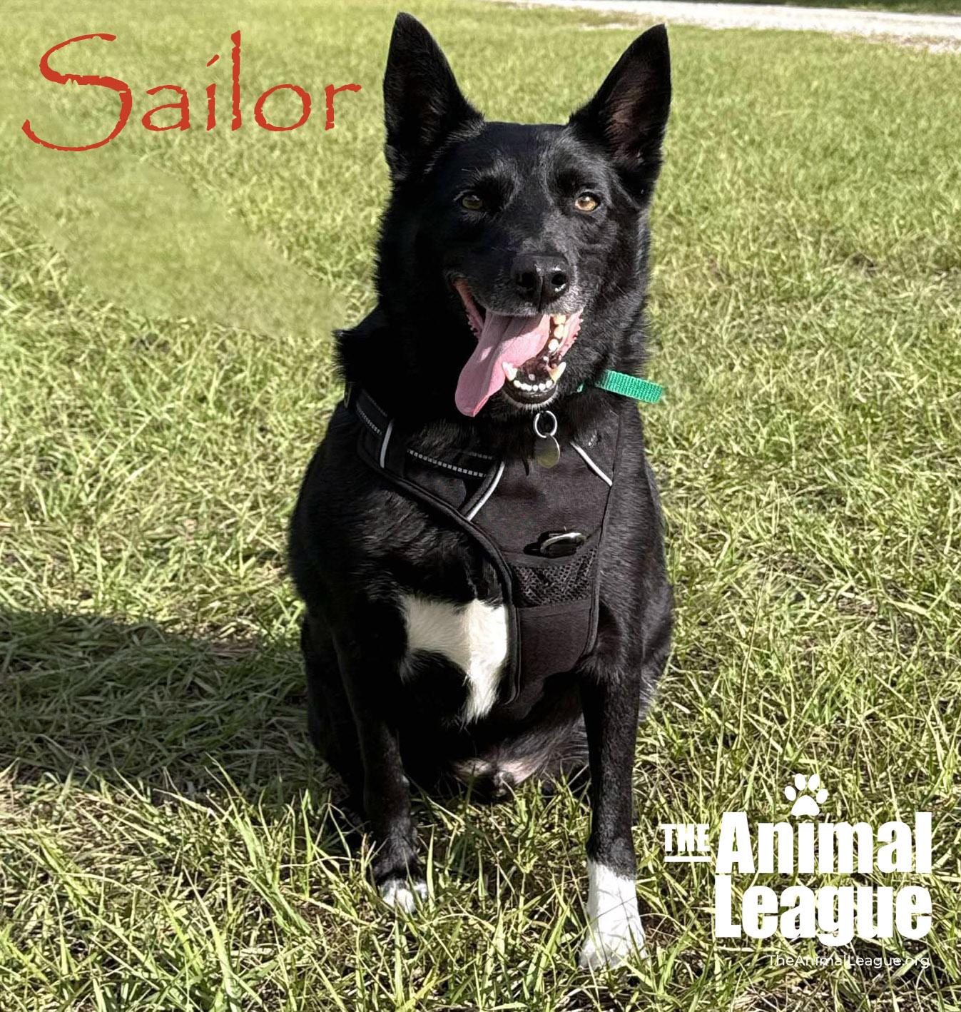 Sailor, a Adoptable mixed breed in Clermont, FL image 5/5