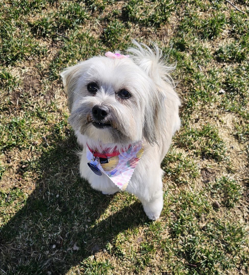 Enlarge Minnie, a Adopted mixed breed in Wharton, NJ image 1/5