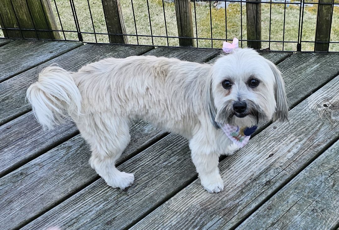 Enlarge Minnie, a Adopted mixed breed in Wharton, NJ image 2/5