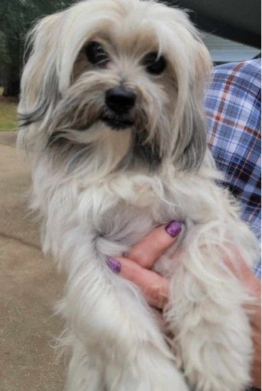 Enlarge Minnie, a Adopted mixed breed in Wharton, NJ image 3/5