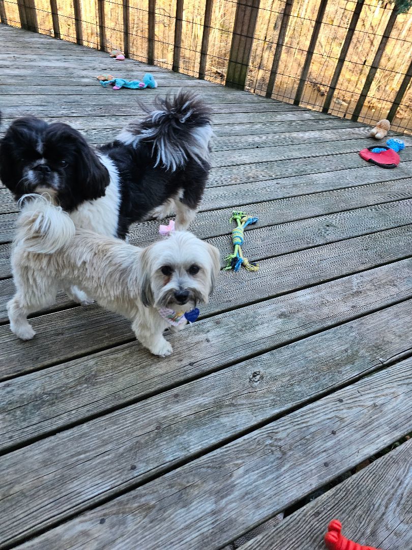 Enlarge Minnie, a Adopted mixed breed in Wharton, NJ image 4/5