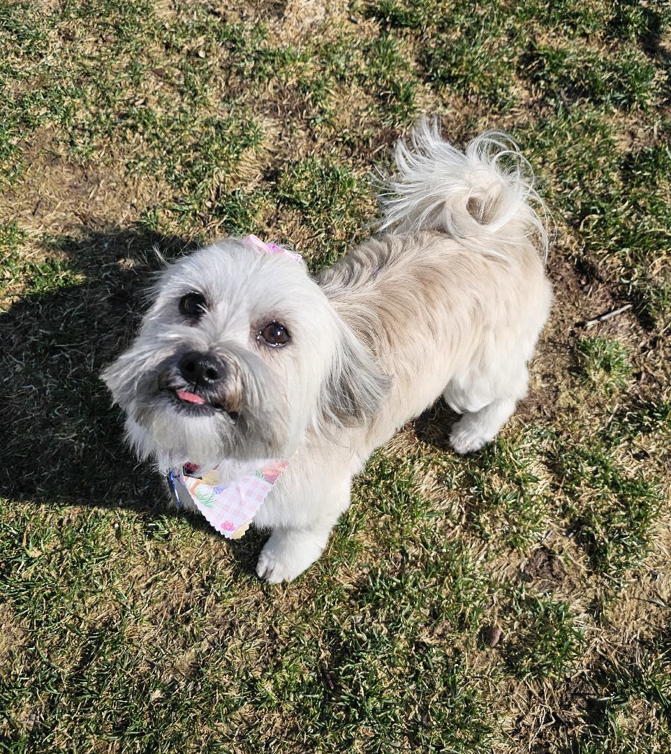 Enlarge Minnie, a Adopted mixed breed in Wharton, NJ image 5/5