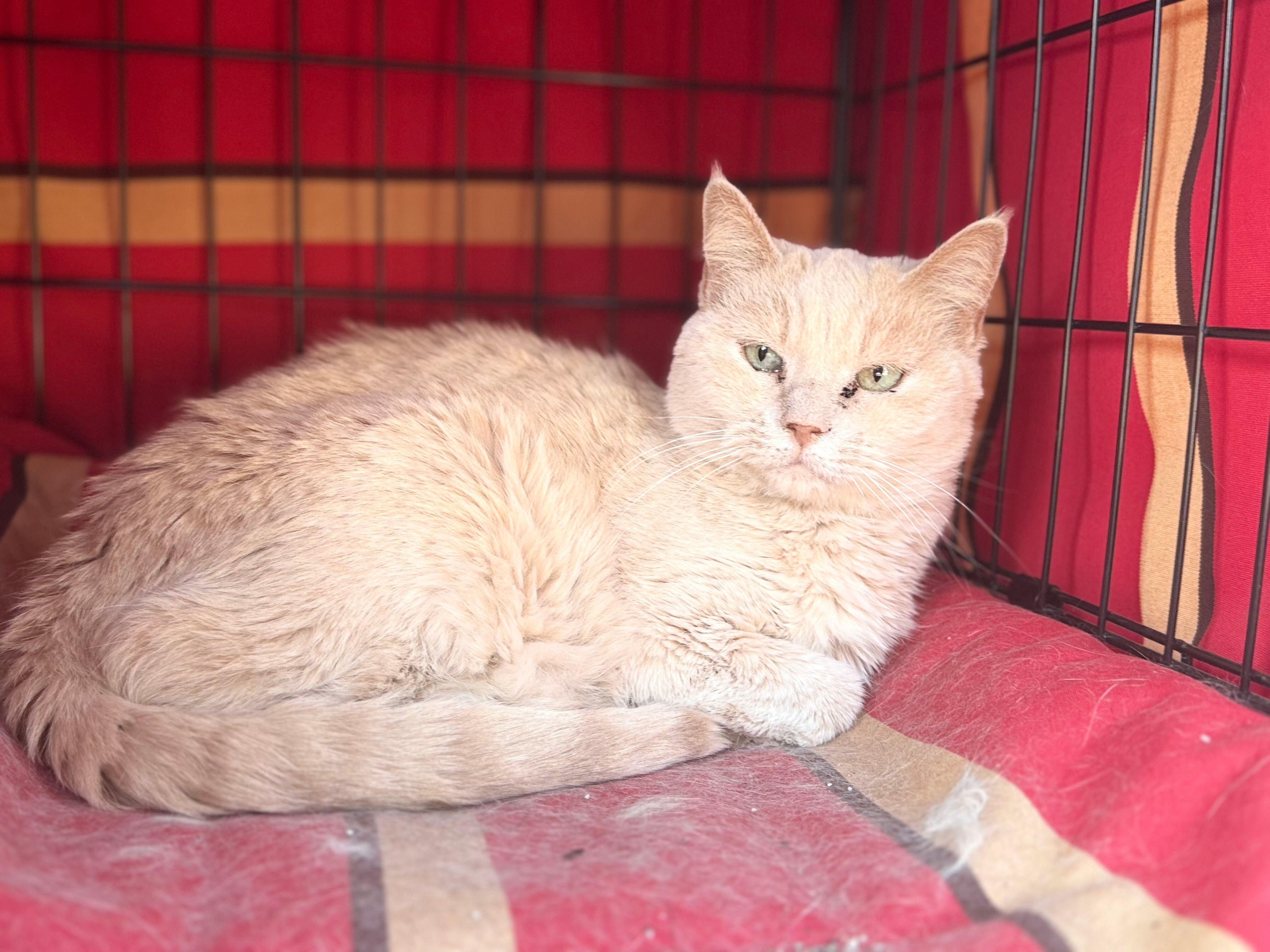 Pancake - bonded, an adoptable Domestic Short Hair in Okanogan, WA, 98840 | Photo Image 2