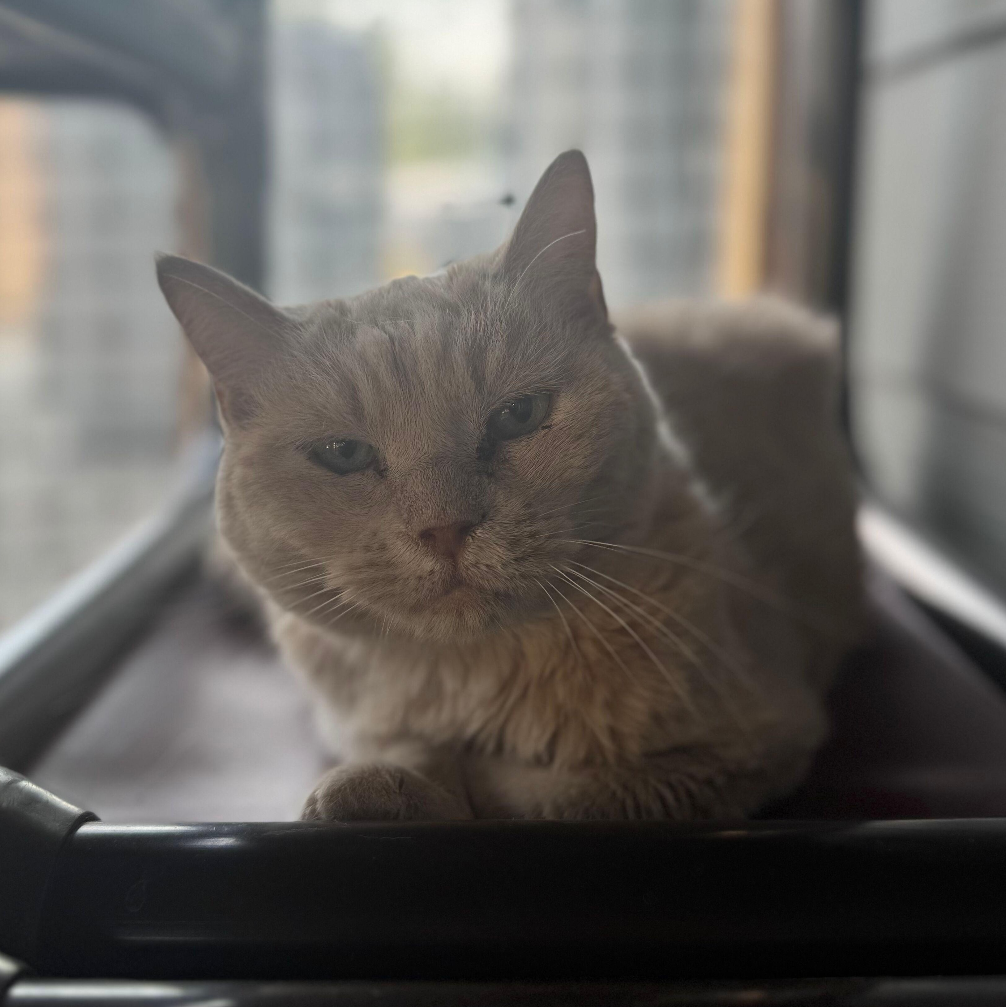 Enlarge Pancake - bonded, a Adoptable Domestic Short Hair in Okanogan, WA image 1/4