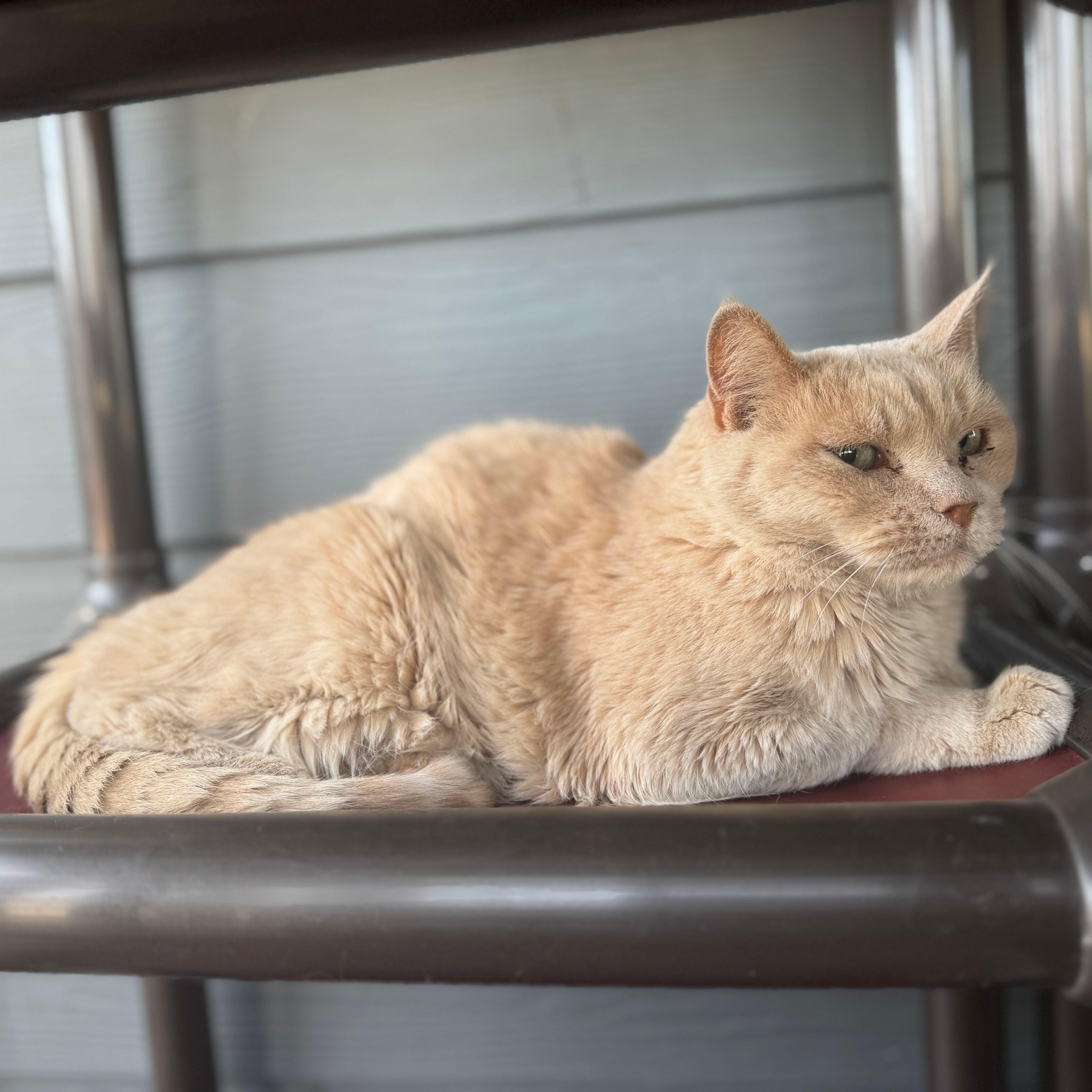 Pancake - bonded, an adoptable Domestic Short Hair in Okanogan, WA, 98840 | Photo Image 3