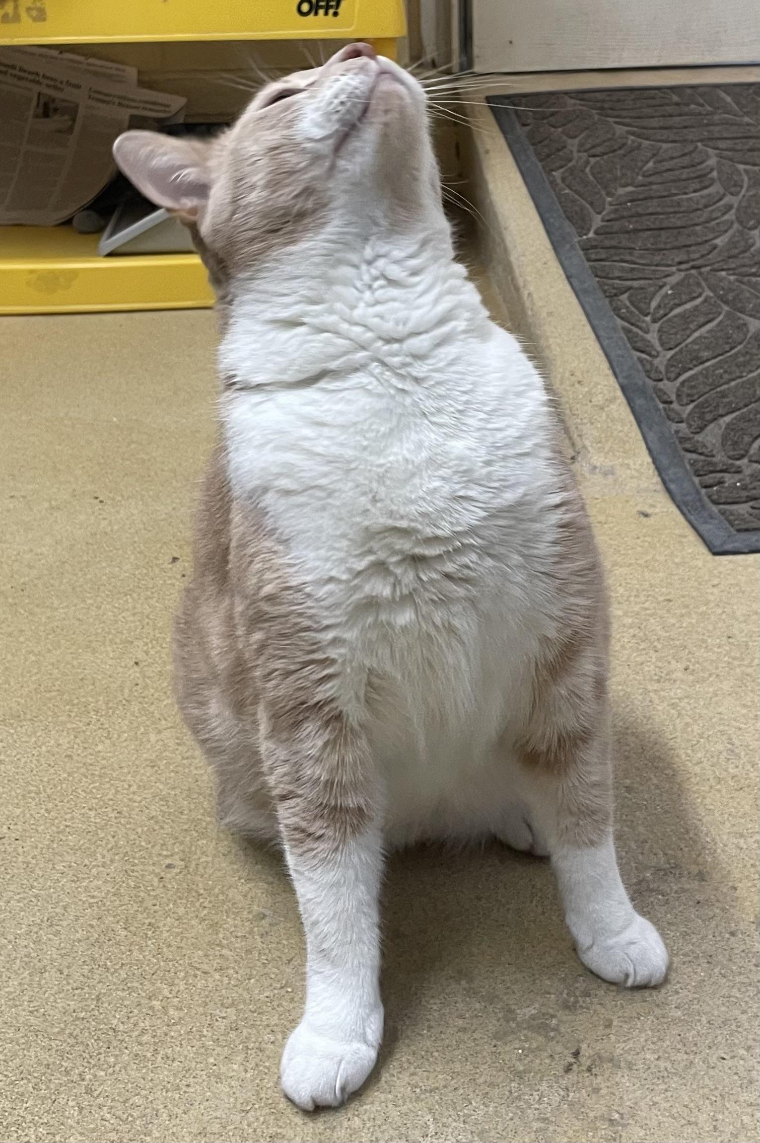 Enlarge Sebastian and Roscoe (bonded brothers), an adoptable mixed breed in North Kingstown, RI image 2/5