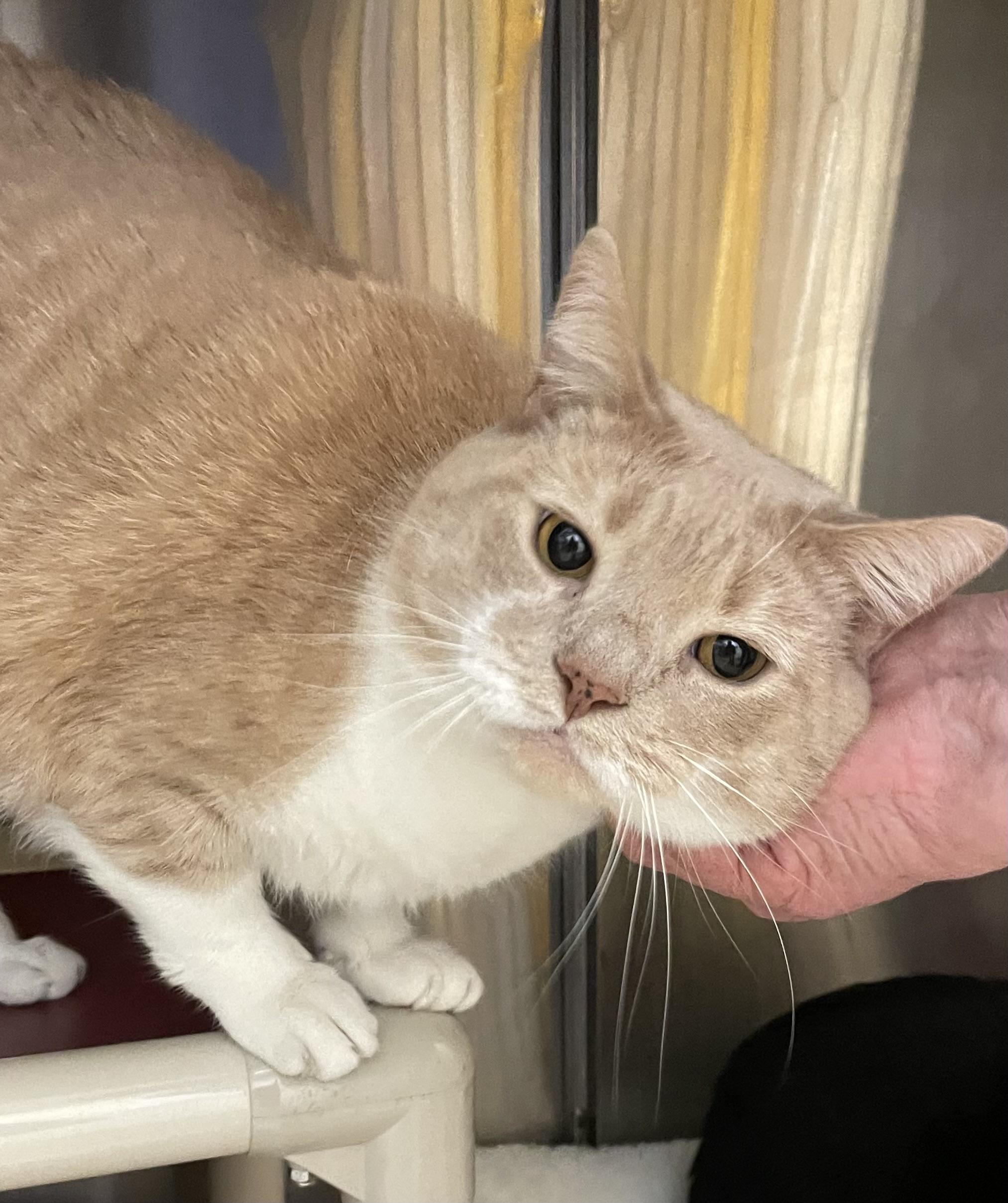 Enlarge Sebastian and Roscoe (bonded brothers), an adoptable mixed breed in North Kingstown, RI image 3/5