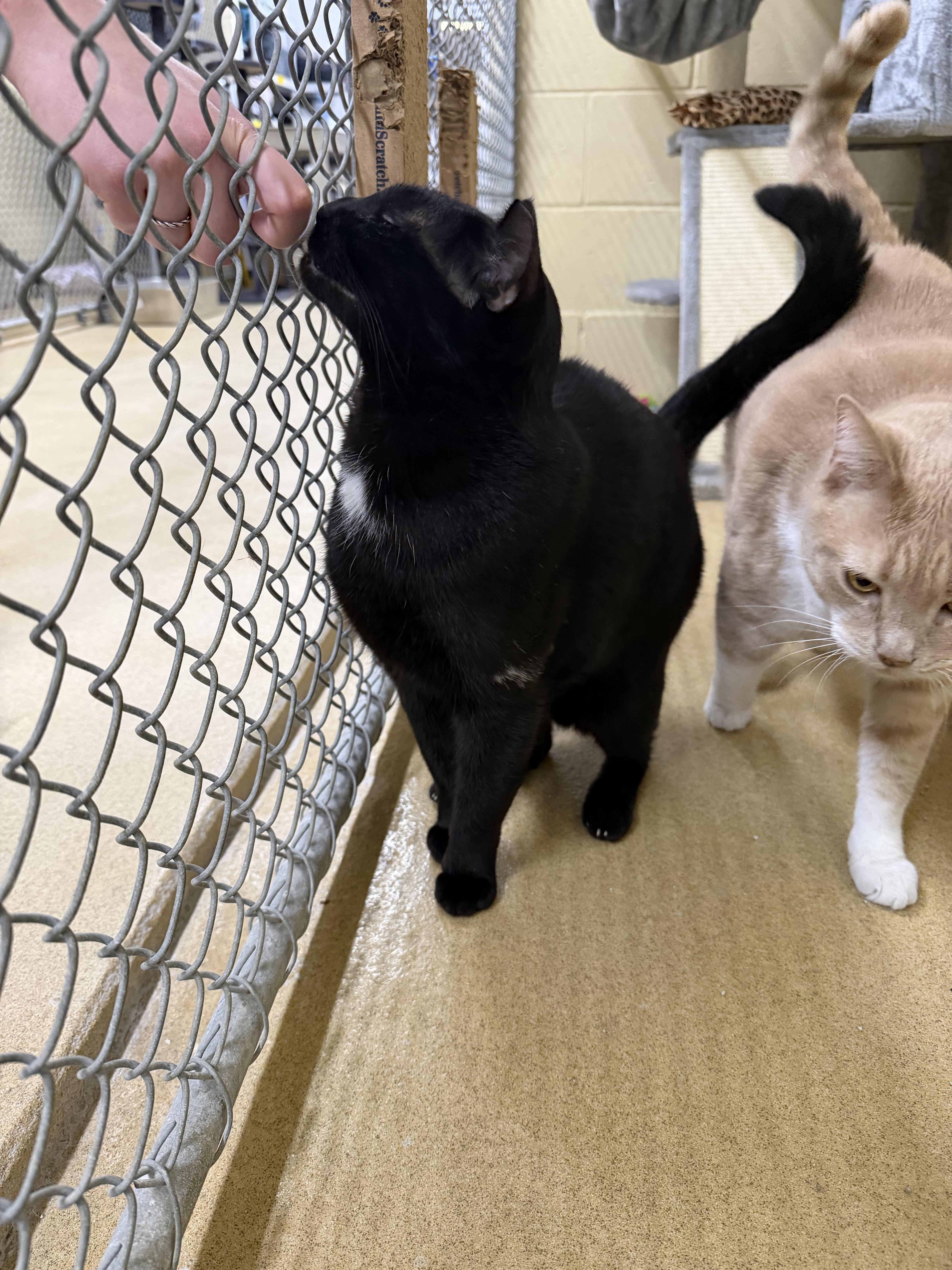 Enlarge Sebastian and Roscoe (bonded brothers), an adoptable mixed breed in North Kingstown, RI image 5/6