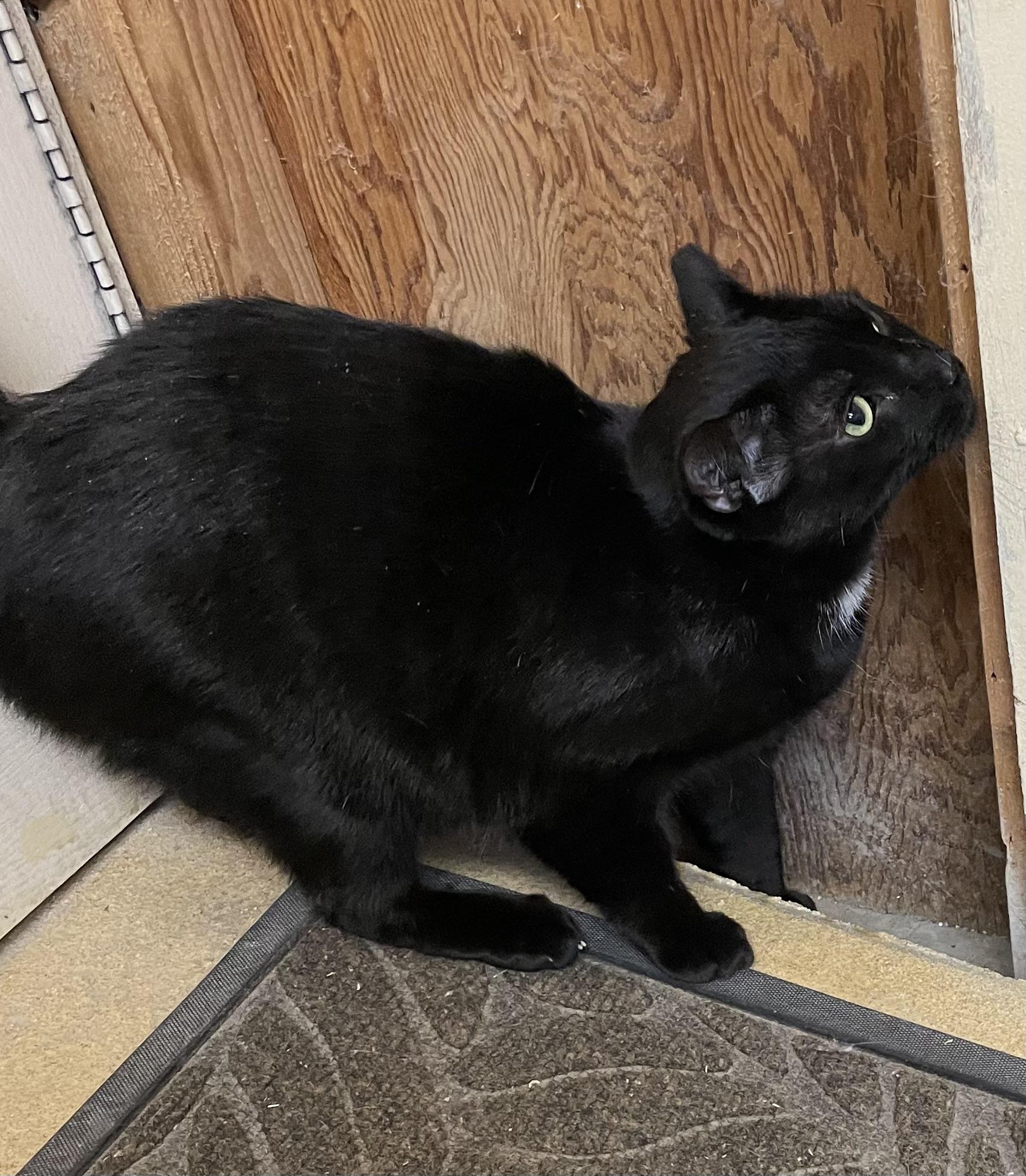 Enlarge Sebastian and Roscoe (bonded brothers), an adoptable mixed breed in North Kingstown, RI image 4/5