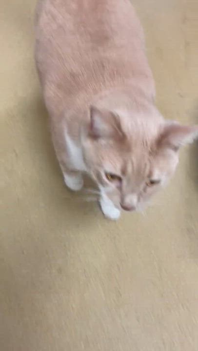 Enlarge Sebastian and Roscoe (bonded brothers), an adoptable mixed breed in North Kingstown, RI video 5/5