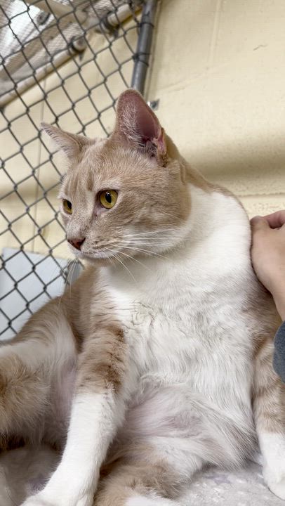 Enlarge Sebastian and Roscoe (bonded brothers), an adoptable mixed breed in North Kingstown, RI video 2/6