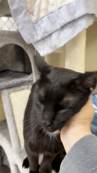 Enlarge Sebastian and Roscoe (bonded brothers), an adoptable mixed breed in North Kingstown, RI video 3/6