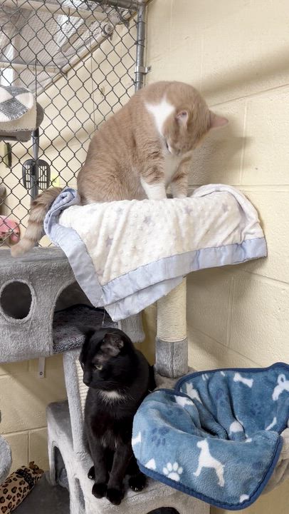 Enlarge Sebastian and Roscoe (bonded brothers), an adoptable mixed breed in North Kingstown, RI video 6/6