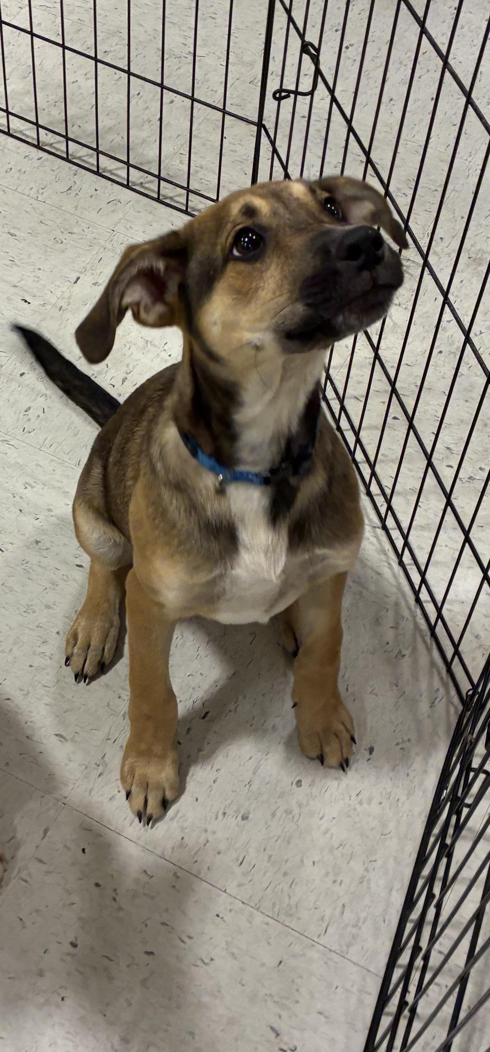 Iggy, ADOPTABLE, Puppy Male Australian Cattle Dog / Blue Heeler & Chihuahua.