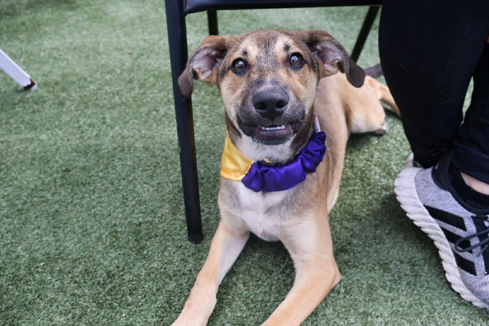 Iggy, ADOPTABLE, Puppy Male Australian Cattle Dog / Blue Heeler & Chihuahua.