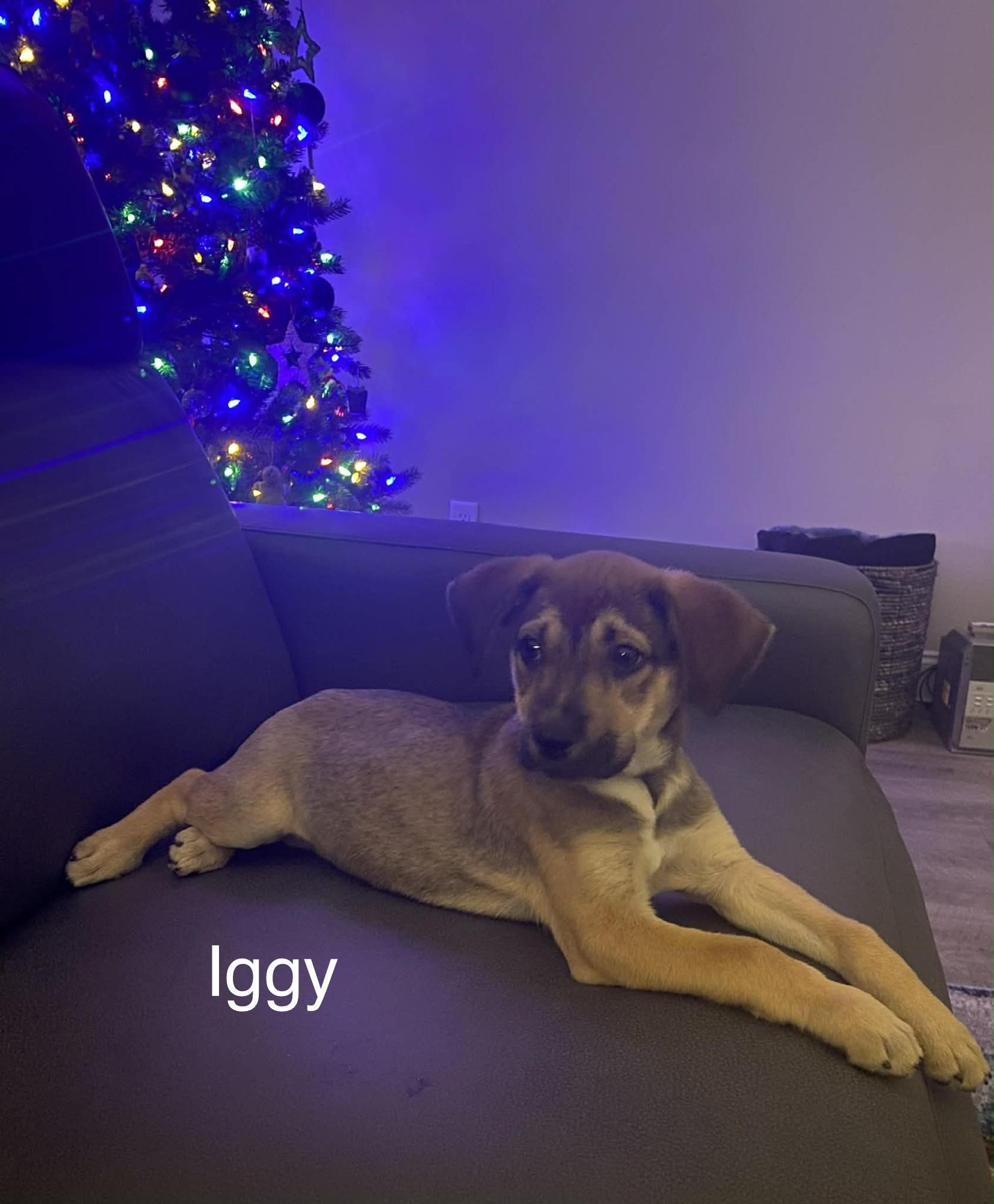 Enlarge Iggy, a ADOPTABLE mixed breed in Mobile, AL image 2/4