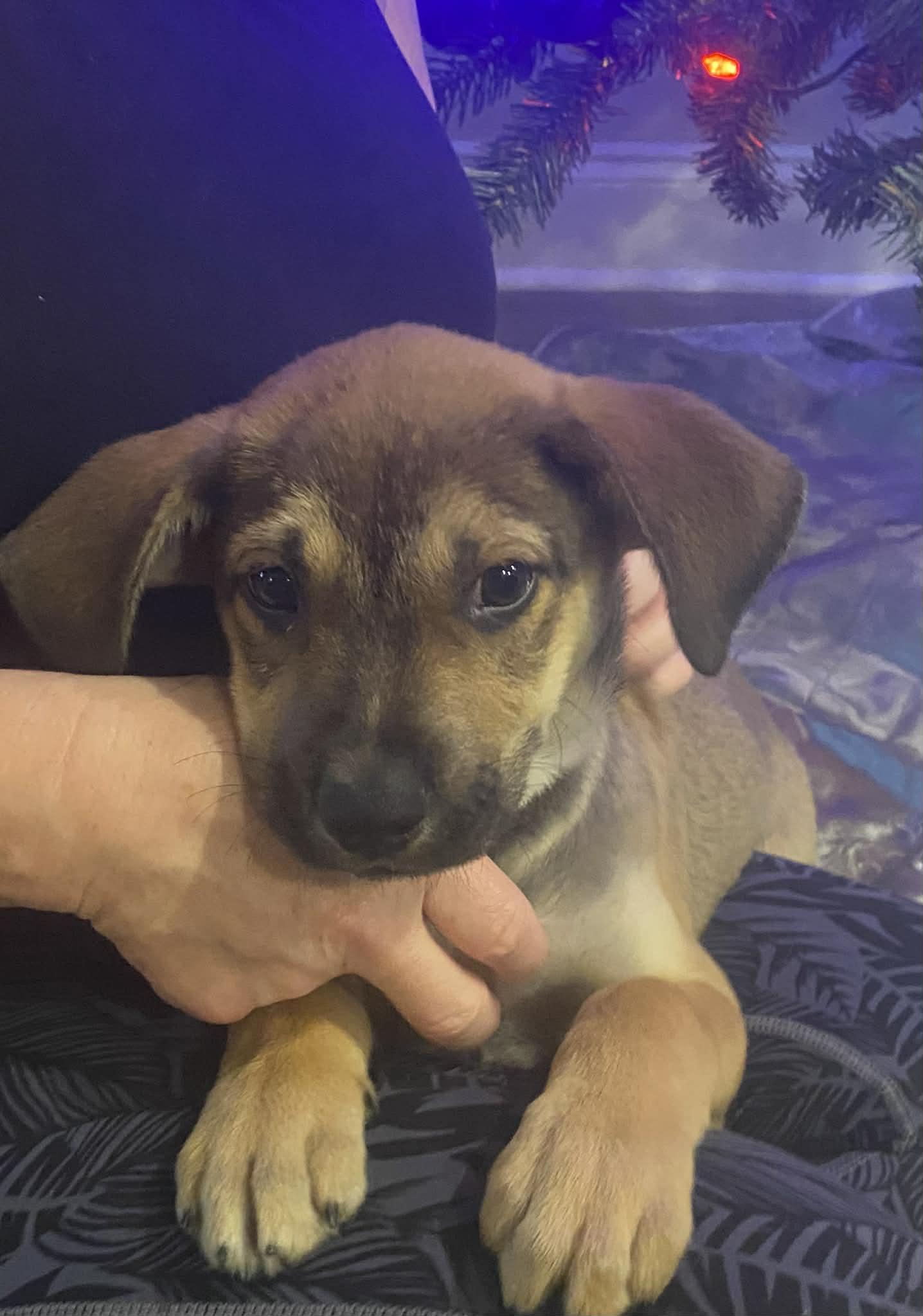 Enlarge Iggy, a ADOPTABLE mixed breed in Mobile, AL image 3/4