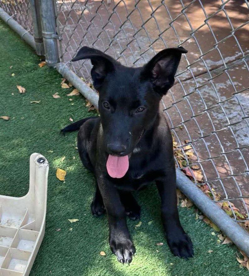 Enlarge Hans, a Adopted Shepherd in Pompano Beach, FL image 1/1