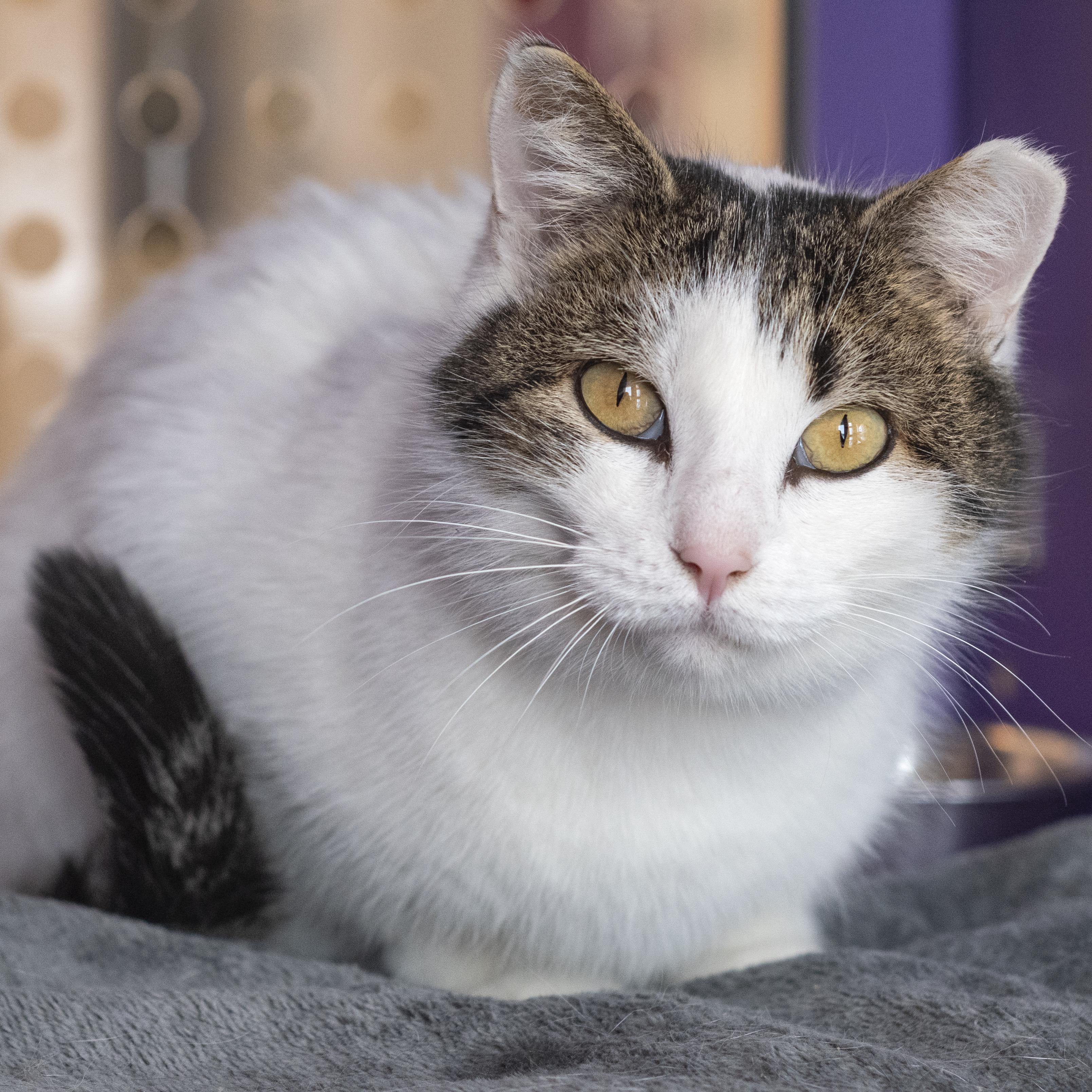 Enlarge Bianca, a ADOPTABLE Domestic Short Hair in Northville, MI image 2/2